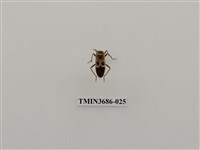 藏品(突背斑紅椿象)的圖片